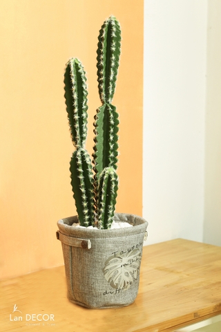 CHẬU CÂY XƯƠNG RỒNG TRỤ PHONG CÁCH SA MẠC HIỆN ĐẠI - CC175