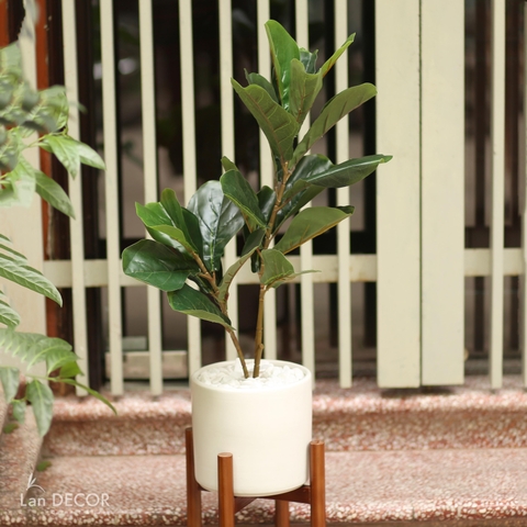 Cây bàng singapore đẹp phong cách hiện đại (75cm) - LC2923