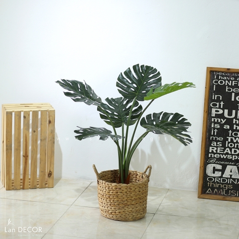Cây Monstera trang trí nhà đẹp Landecor (85cm) - LC3057