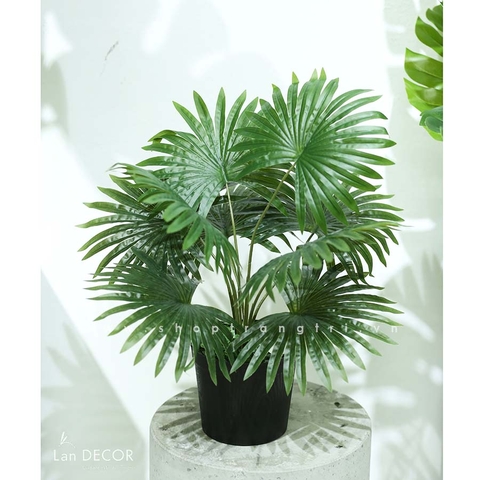 Cây cọ trang trí phong cách nhiệt đới hiện đại Lan Decor (48cm) - LC3198