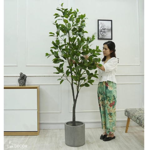 CÂY LÁ MỘC   (210cm) - LC5866