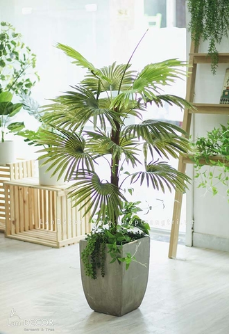 Chậu Cây cọ mix trang trí nội thất (120cm) - LC2862 Mix