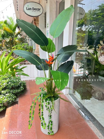 CHẬU CÂY CHUỐI RẺ QUẠT MIX CÀNH RỦ ĐỘC ĐÁO (180cm)- CC879