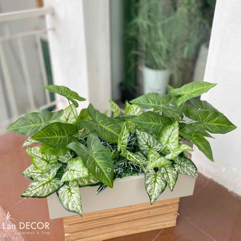 BỒN CÂY LÁ MÔN TRANG TRÍ TIỂU CẢNH LAN DECOR - BC105