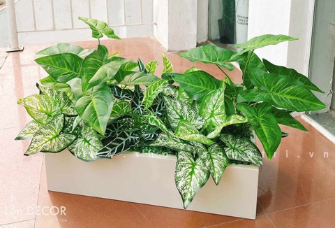 BỒN CÂY LÁ MÔN TRANG TRÍ TIỂU CẢNH LAN DECOR - BC105