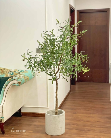 TỔNG HỢP CÁC MẪU CÂY OLIU DECOR NỘI THẤT ĐỘC ĐÁO