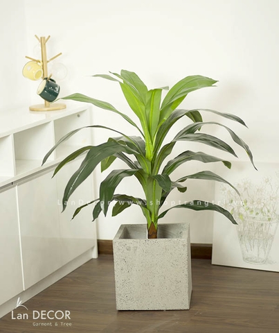 CÂY THIẾT MỘC LAN CÂY CẢNH TRANG TRÍ NHÀ (90cm) - LC1500