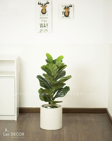Cây bàng Singapore để bàn trang trí nhà đẹp (60cm) - LC428-2