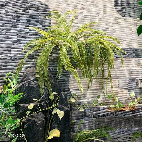 Cành Lá Giả trang Trí, Cành Dương Xỉ Cổ Đại Trang Trí Nội Thất Ấn Tượng (50cm) - HC960
