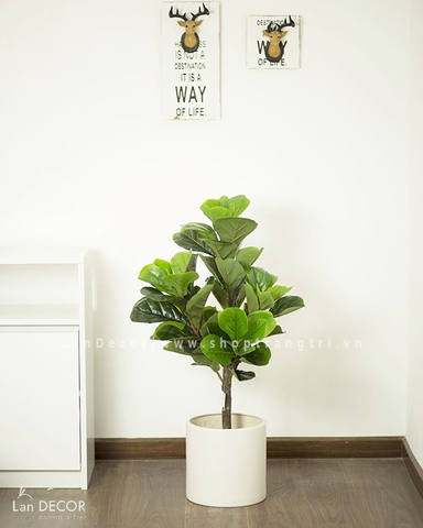 Cây Bàng Singapore hiện đại trang trí nhà sang trọng LanDecor (90cm) - LC2770