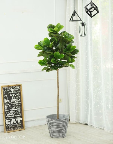 CÂY BÀNG SINGAPORE CÂY CẢNH TRANG TRÍ NỘI THẤT (180cm) - LC2773