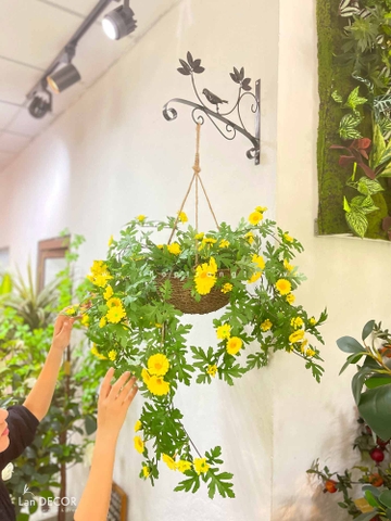 Giỏ hoa Dã Quỳ treo tường trang trí LanDecor (50cm) - CC413-vàng/trắng