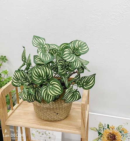 Chậu cây lá sọc dưa hấu nhỏ xinh trang trí Lan Decor - LC045