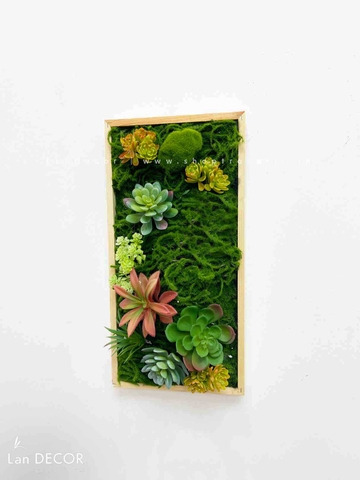 Khung tranh rêu sen đá trang trí hiện đại, độc đáo - KTR07(20x40)