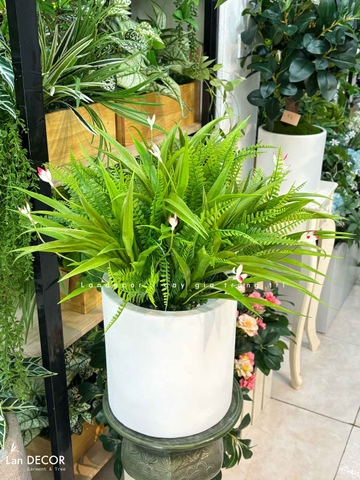 Cây Để Bàn- Chậu Cây Lan Trắng Xanh Tươi Decor Nội Thất Văn Phòng - CC1197