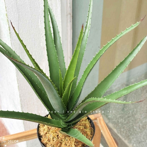 Cây Giả- Cây Yucca Giả Decor Bồn Rêu, Chậu Cây Tiểu Cảnh (16 lá, 45cm)- LC3463