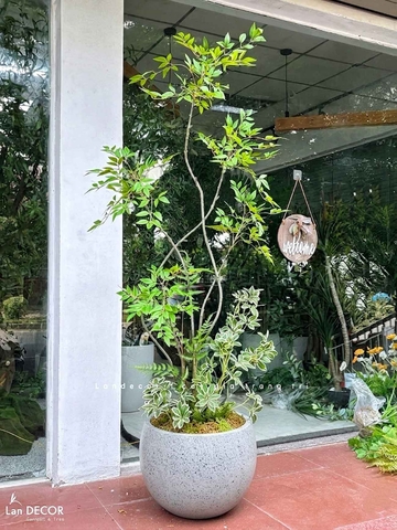 Nam Thiên Trúc Giả- Cây Nam Thiên Trúc Giả Decor Căn Hộ Hiện Đại (190cm)- LC3047-5