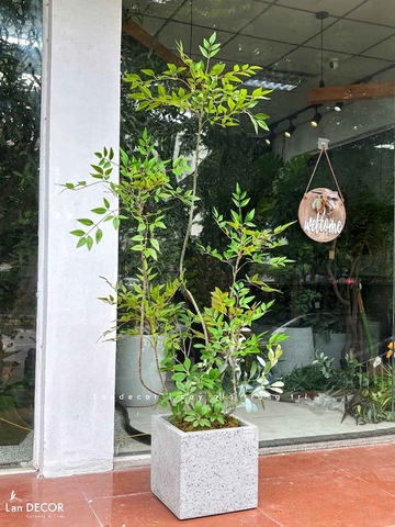 Nam Thiên Trúc Decor- Cây Nam Thiên Trúc Giả Trang Trí Nhà Đẹp (150cm)- LC3047-4 thân