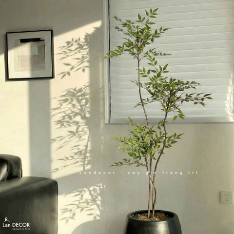 Nam Thiên Trúc Giả- Cây Nam Thiên Trúc Giả Thiết Không Gian Tinh Tế (150cm)- LC3047-3 thân