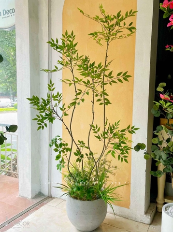 Nam Thiên Trúc Giả- Cây Nam Thiên Trúc Giả Decor Căn Hộ Hiện Đại (190cm)- LC3047-5
