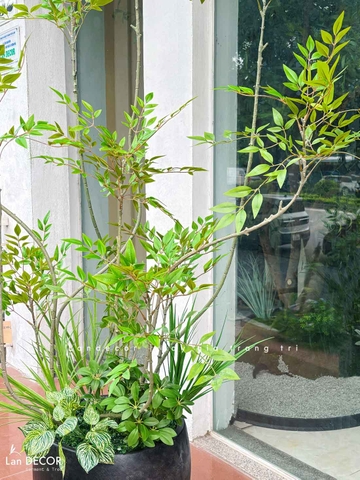 Cây Giả Decor- Cây Nam Thiên Trúc Giả Thiết Kế Sảnh Văn Phòng, Điểm Nhấn Không Gian Xanh (200cm)- LC3047 Mix