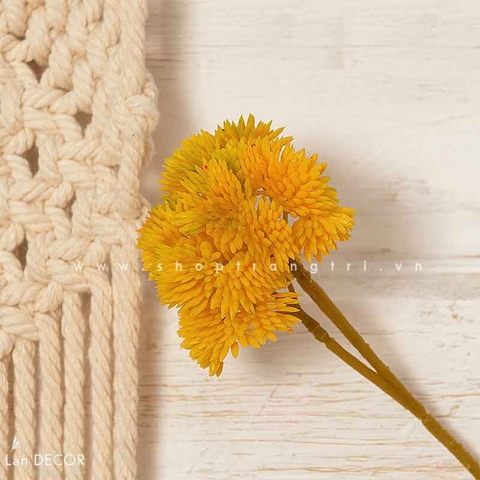 Sen đá  decor trang trí nhà cửa , chậu cây  -   Sen đá 29