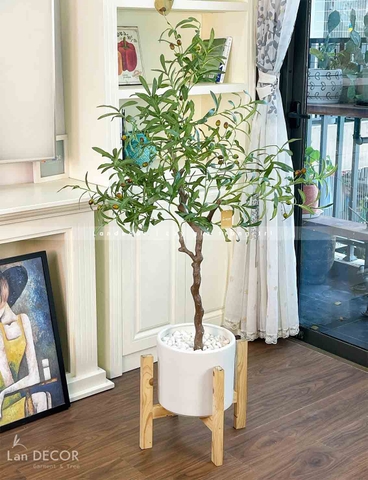 CHẬU CÂY OLIU TRANG TRÍ KHÔNG GIAN XANH (1m30) - LC3044