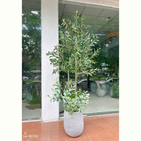 Cây Giả Trang Trí- Cây Olive Thiết Kế Căn Hộ Xanh (180cm)- CC1290