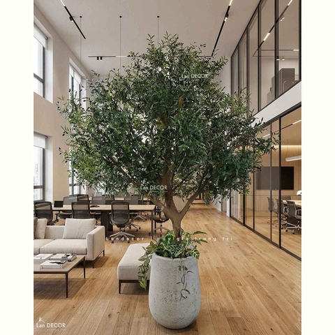 Cây Olive Giả - Thiết Kế Cây Olive Giả Trưng Bày Sảnh Công Ty, Kiến Tạo Không Gian Độc Đáo
