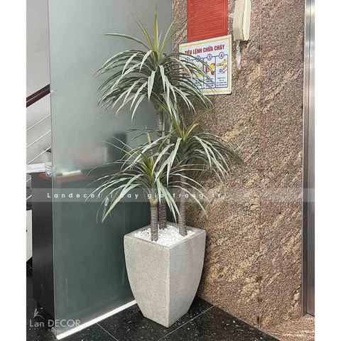 Cây phát tài núi Landecor  (165cm) - LC3159