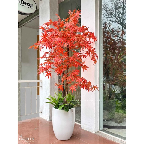 Cây phong lá đỏ trang trí nội thất đẹp (165cm)- LC2787