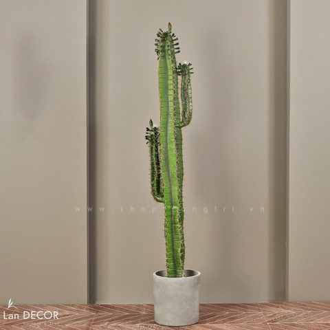 Cây xương rồng trụ sa mạc trang trí  loại 2 tay (155cm) - LC2912
