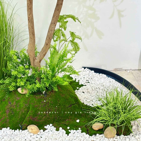 Tiểu Cảnh Rêu Cây - Tiểu Cảnh Cây Olive Thiết Kế Thẩm Mỹ Trong Decor Hiện Đại (145x115x215cm)- RC118
