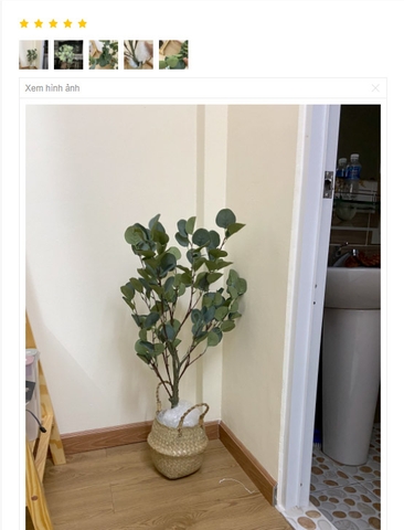 Cây bạch đàn lá tròn phong cách Bắc âu LanDecor (85cm) - LC3049