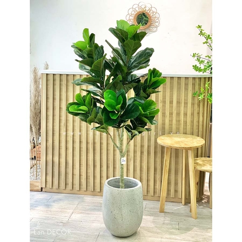 Cây bàng Sing trang trí Landecor ( 145cm) - LC3173