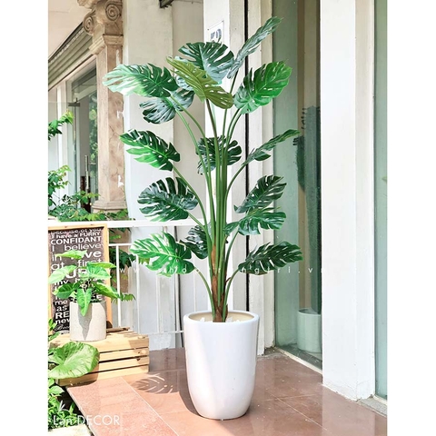 Cây Monstera trang trí nhà đẹp Landecor (150cm) - LC3058