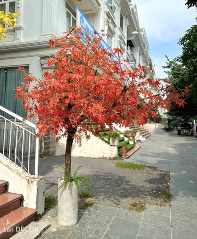 CHẬU CÂY PHONG LÁ ĐỎ TRANG TRÍ LAN DECOR (280CM) - CC524