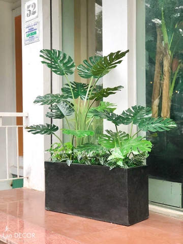 Bồn Cây lá xẻ cây monstera trang trí không gian hiện đại (120cm) - BC082