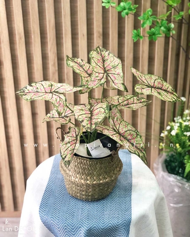 CÂY LÁ MÔN HỒNG TRANG TRÍ NHÀ ĐẸP (40cm) - LC3258-2