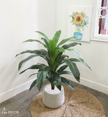 CÂY THIẾT MỘC LAN CÂY CẢNH TRANG TRÍ NHÀ (90cm) - LC1500