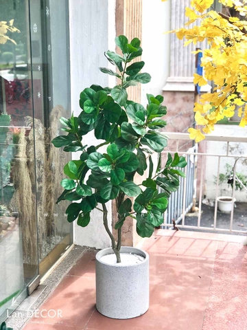 Cây bàng Singapore trang trí nhà hiện đại Lan Decor (150cm) - CC507