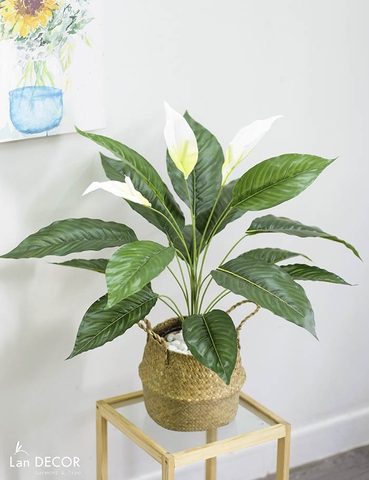 CÂY LAN Ý TRANG TRÍ KHÔNG GIAN HIỆN ĐẠI SANG TRỌNG (70cm) - LC2926