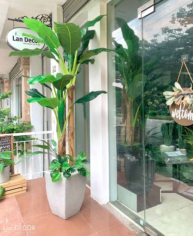 CÂY CHUỐI BẸ TIỂU CẢNH TRANG TRÍ NHÀ ĐẸP LAN DECOR - LC1598 MIX