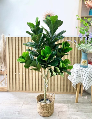 Cây bàng Sing trang trí Landecor ( 145cm) - LC3173
