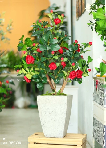 Chậu cây hoa trà đỏ trang trí nội thất Lan Decor (120cm) - CC559