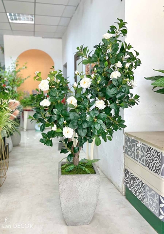 Chậu cây hoa trà trang trí nội thất Lan Decor (180cm) - CC526