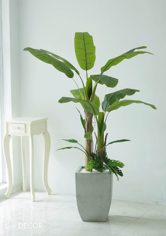 CHẬU CÂY CHUỐI CẢNH MIX TRANG TRÍ NHÀ HIỆN ĐẠI LAN DECOR (180CM)- CC668
