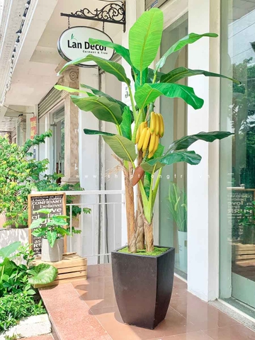 CÂY CHUỐI CẢNH (200cm) - LC2648-1