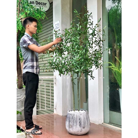 Cây oliu trang trí nội thất LanDecor (185cm) - CC512