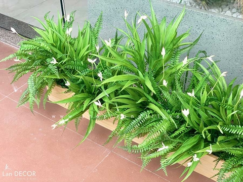 Bồn lan trắng trang trí tiểu cảnh Lan Decor - BC080